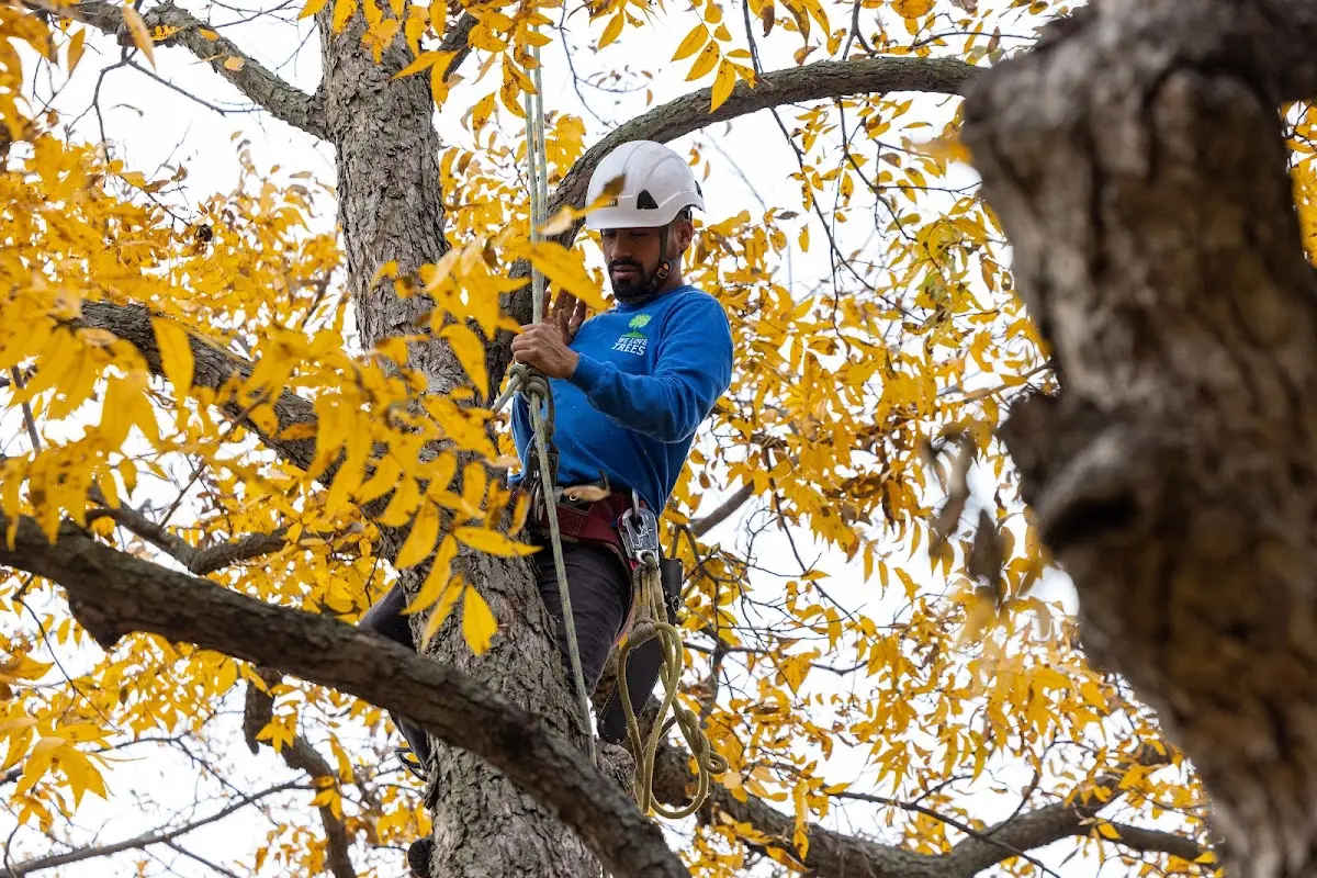 Skilled Tree Transplanting crew working in Dumont
